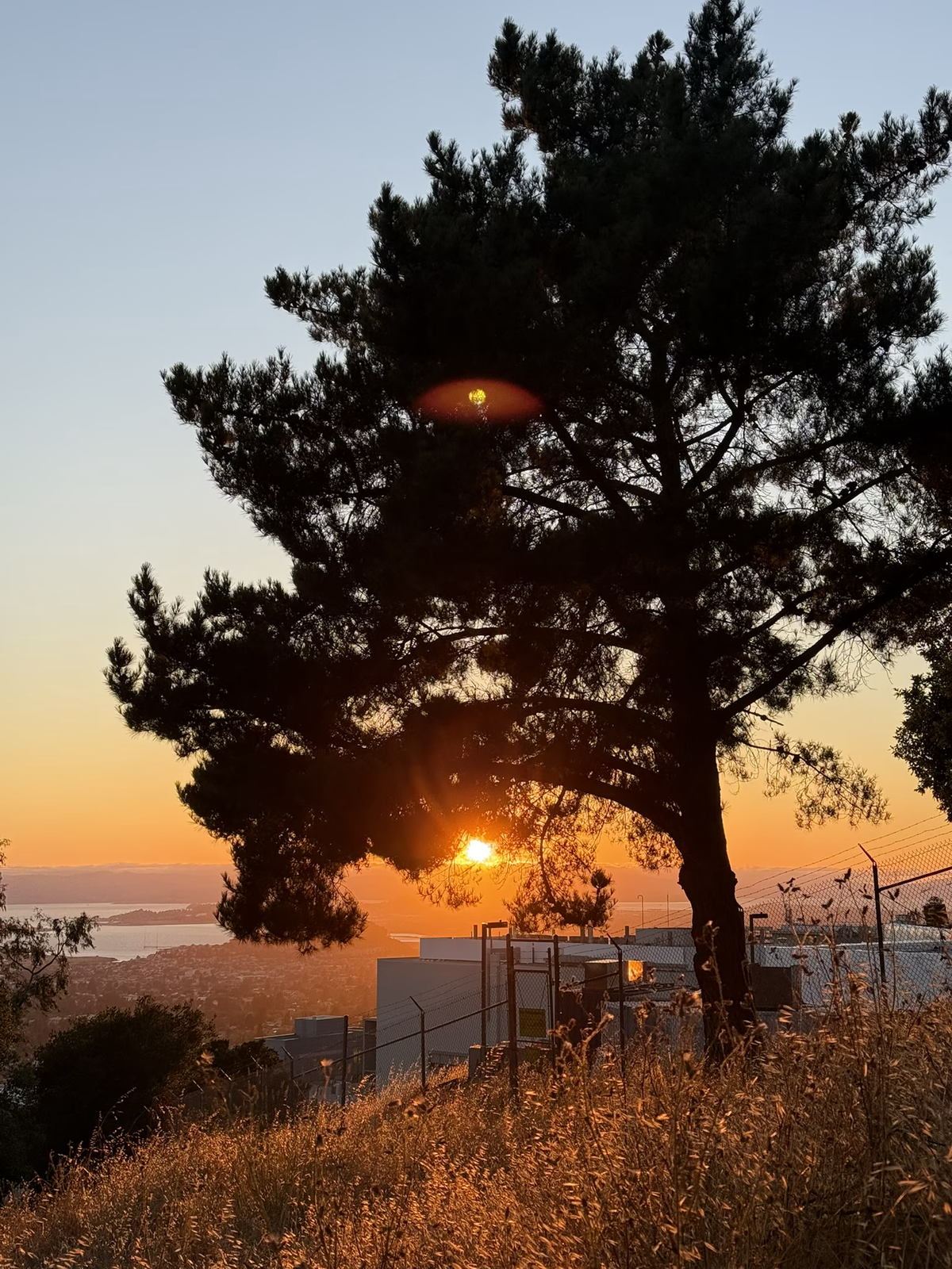 A sunset over Berkeley seen through a tree